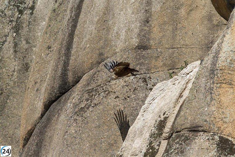 Agentes forestales protegen nidos de aves en La Pedriza durante la temporada de escalada.