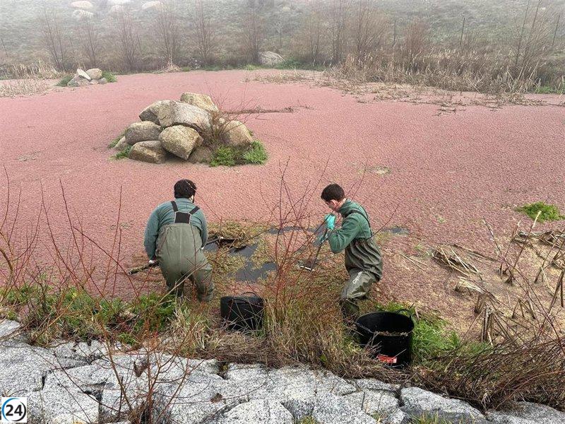Las autoridades ambientales combaten plantas invasoras en la charca de la Alberca y arroyos Valchico y Meaques.