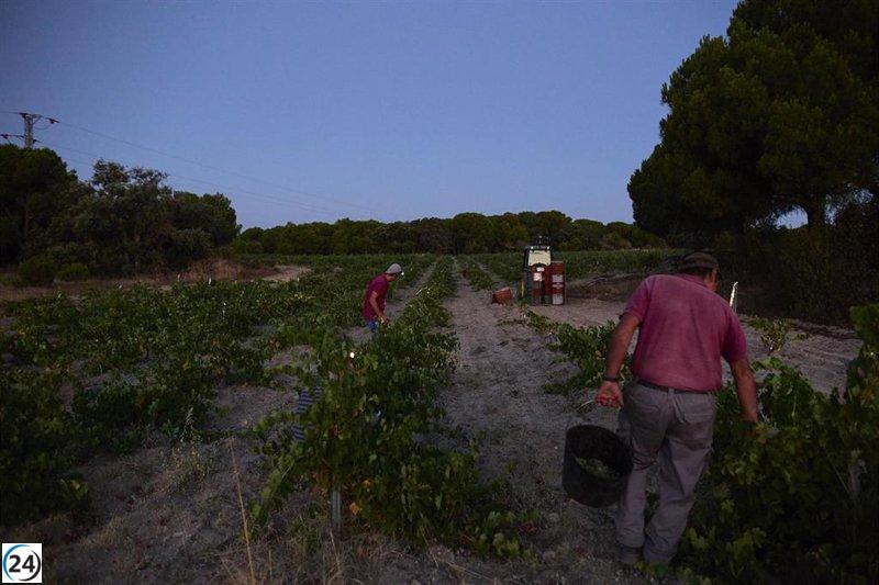La temporada de vendimia en Madrid promete una cosecha un 10-15% mayor que el año pasado.