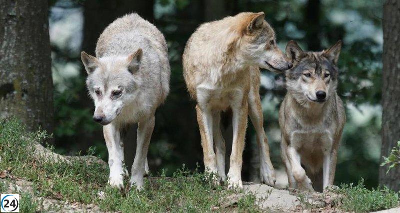 Lobos arrasan una granja en San Lorenzo, causando la muerte de 19 animales en serie.