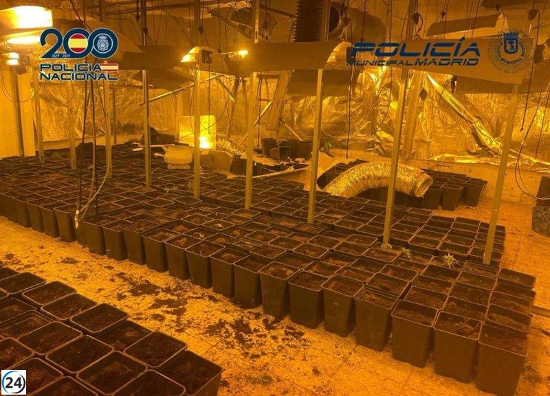 Desarticulada una plantación ilegal de marihuana en la Cañada Real Galiana.