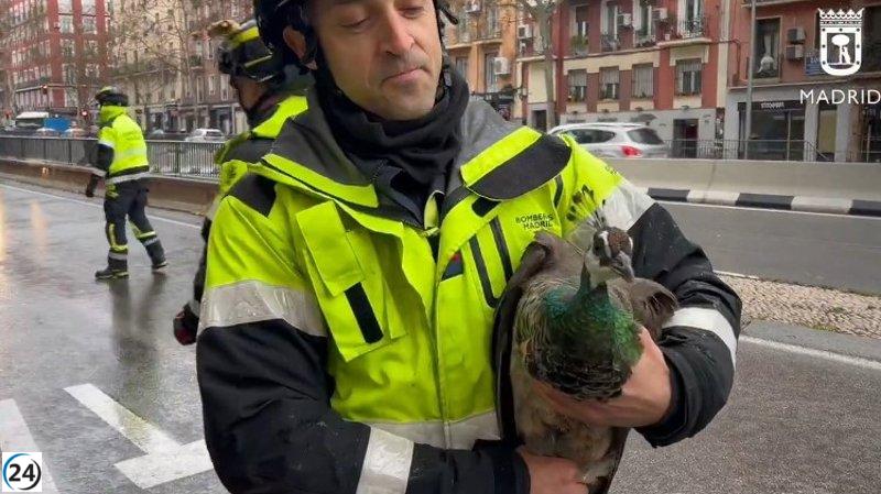 Bomberos salvan a pavarito atrapado en una ventana en Doctor Esquerdo.