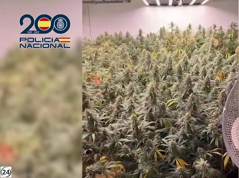 Desarticulan plantación de marihuana oculta en estudio fotográfico de Madrid; tres arrestos.
