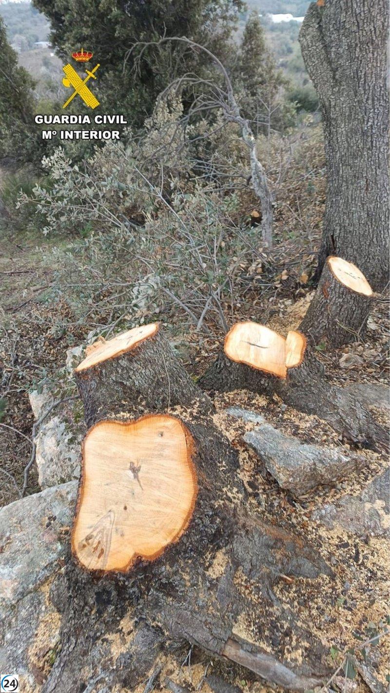 Tres individuos bajo investigación por saquear madera de encina en la Sierra Oeste para su venta online a bajo precio.