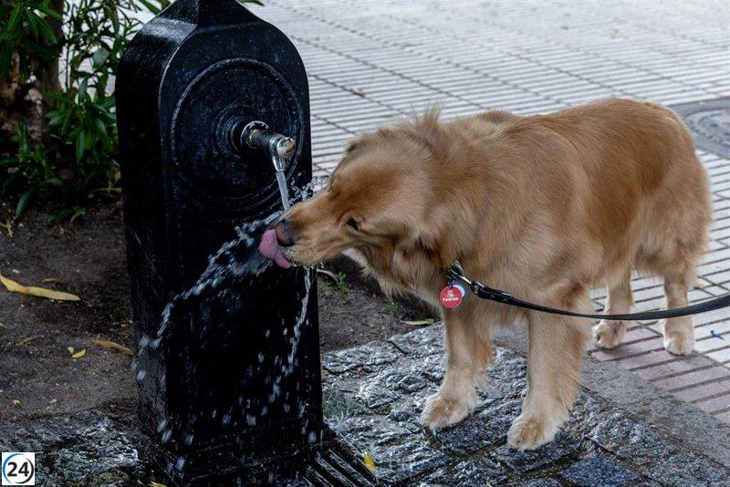 Ola de calor implacable: las mascotas también padecen las altas temperaturas.