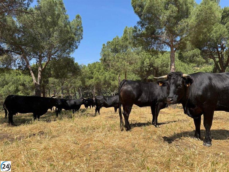 Indemnizaciones por ataques de lobos y buitres al ganado en Madrid superan los 100.000 euros en 2024.