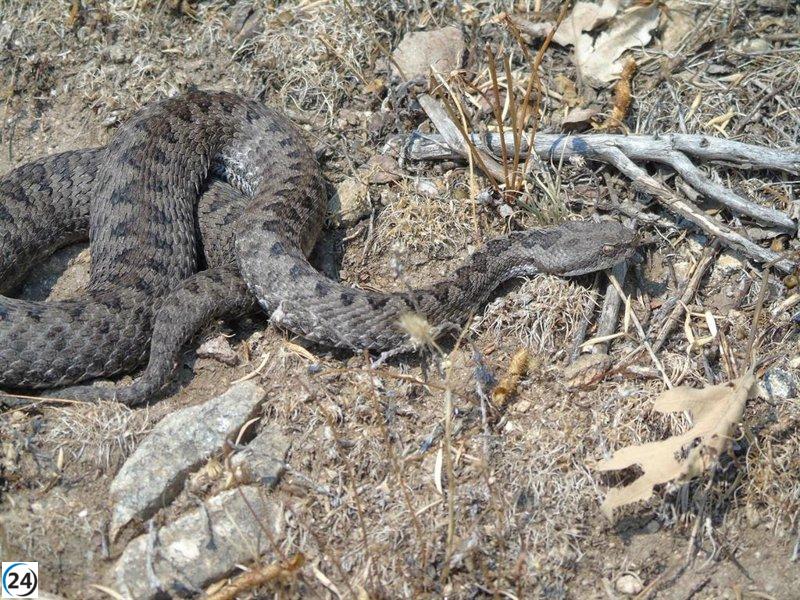 Agentes forestales salvan a víbora hocicuda en una vivienda de Rascafría.