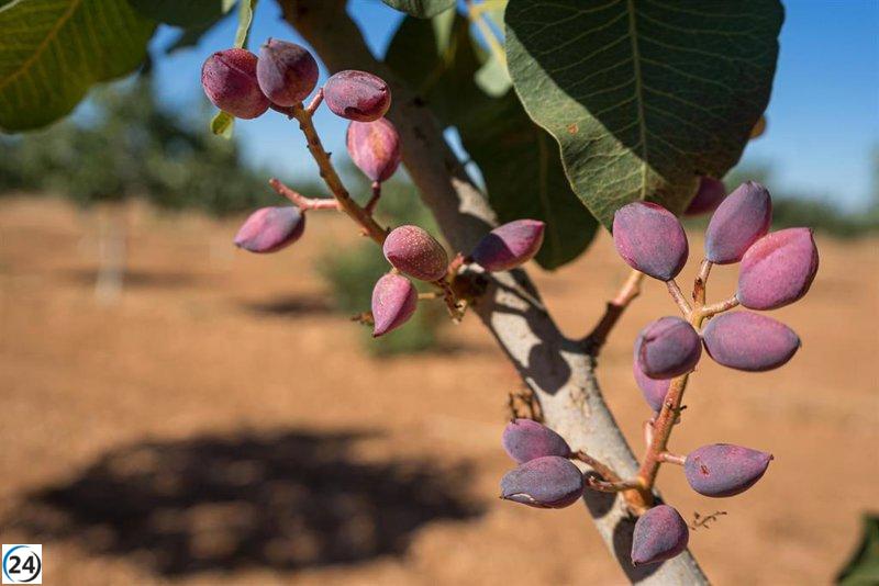 Inicia la cosecha de pistacho en la región tras un año productivo gracias a las lluvias.