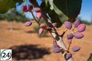 Inicia la cosecha de pistacho en la región tras un año productivo gracias a las lluvias.