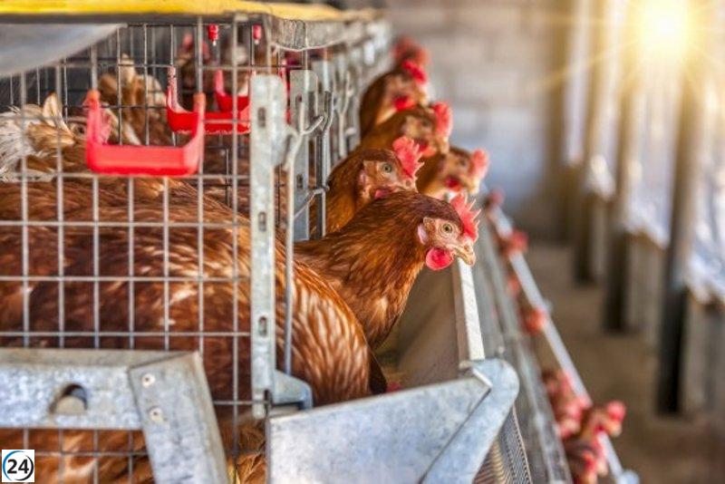 Valdemoro en alerta: protocolo activado por brote de gripe aviar en granja de 450.000 aves.