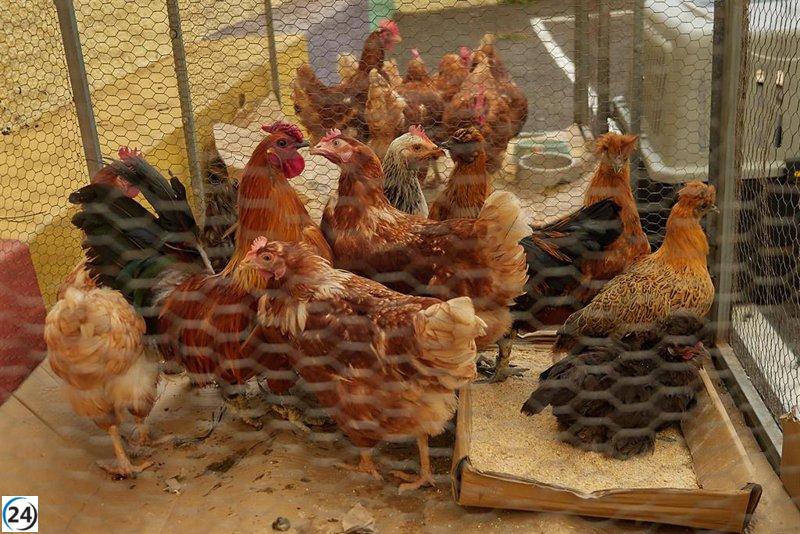 Foco de gripe aviar en granja de Valdemoro ya está bajo control.