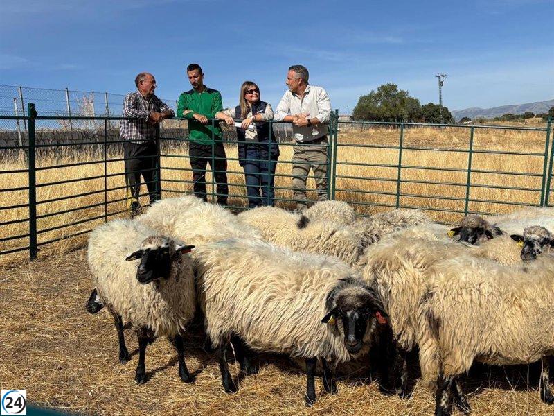 La Comunidad apoya a pastor de Colmenar Viejo con la donación de ovejas tras incendio.