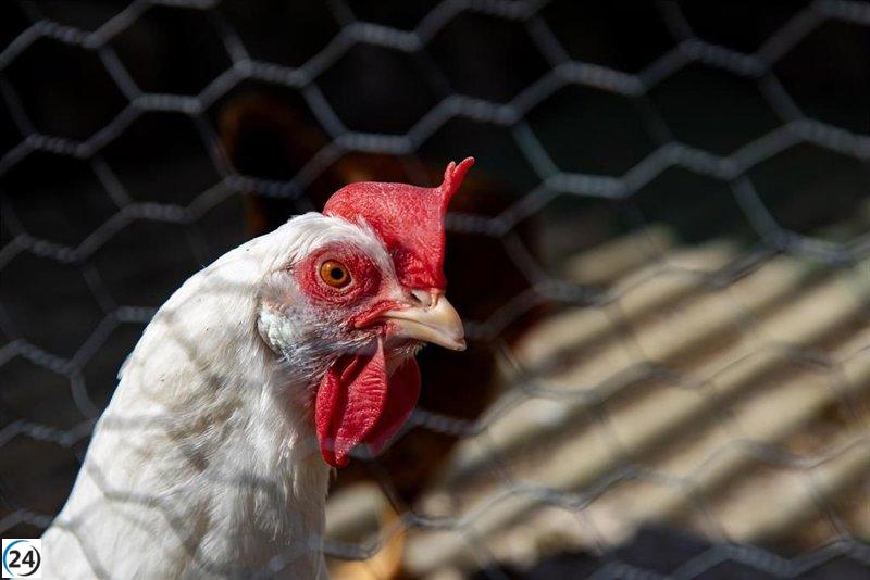 El Gobierno regional en alerta por brote de gripe aviar en Valdemoro.