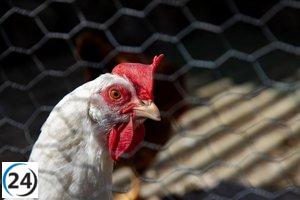 El Gobierno regional en alerta por brote de gripe aviar en Valdemoro.