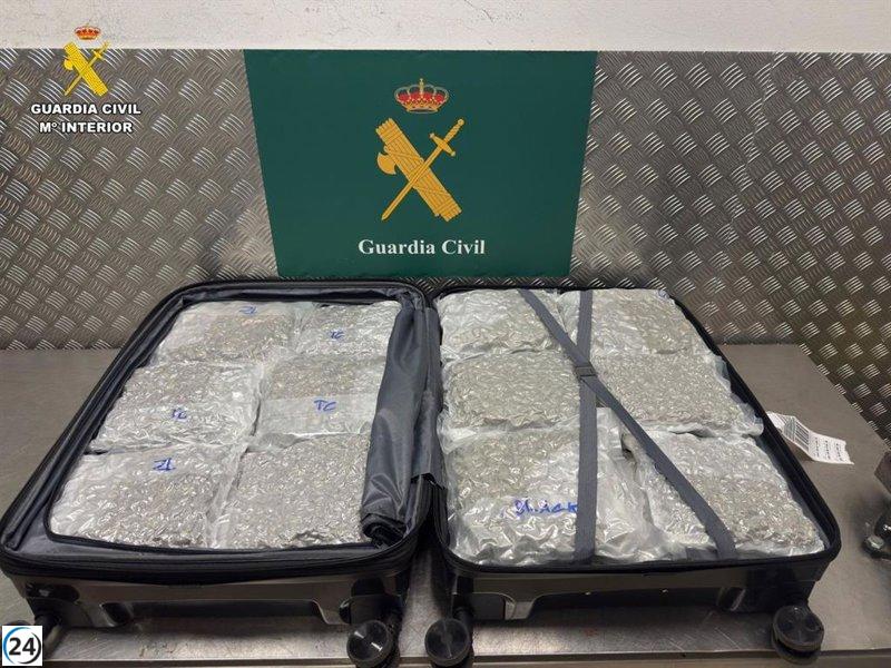 Tres viajeros arrestados en Barajas por transportar casi 60 kilos de marihuana.