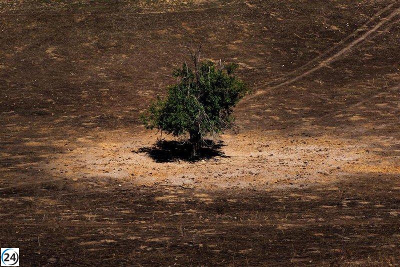 Inversión de 500.000 euros para recuperar el Monte de Viñuelas tras el incendio en Tres Cantos.