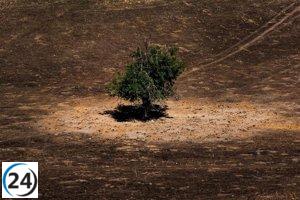 Inversión de 500.000 euros para recuperar el Monte de Viñuelas tras el incendio en Tres Cantos.