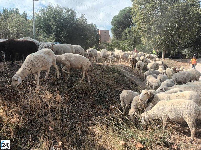 1.400 ovejas invaden el centro de Madrid este domingo en la Fiesta de la Trashumancia, con destino a la Casa de Campo.