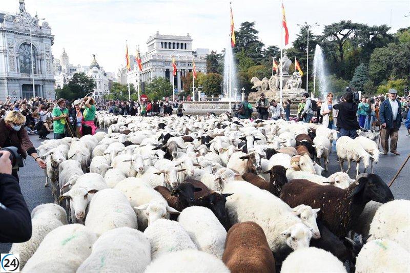 La capital celebra la 32ª Fiesta de la Trashumancia, donde las tradiciones cobran vida.