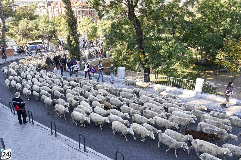 Este domingo, Madrid será el escenario de la Fiesta de Trashumancia con el paso de rebaños de ovejas desde Casa de Campo hasta Cibeles.