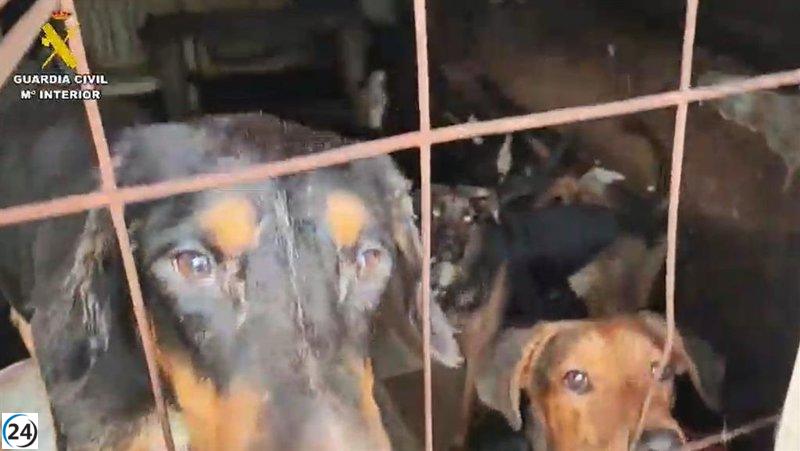 Rescate de 52 perros en situación crítica por la Guardia Civil en Arganda.