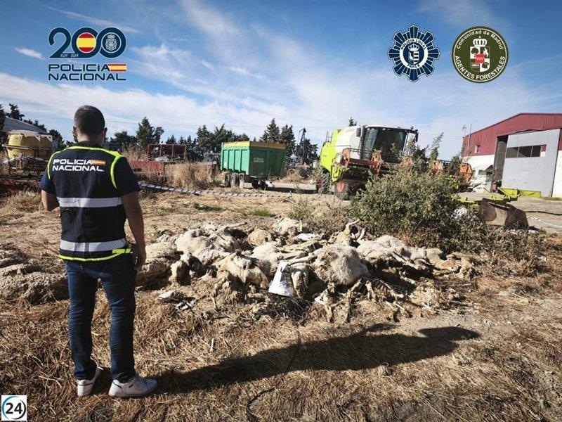 Arrestado en Parla por el asesinato de 50 ovejas y el maltrato de muchas más.