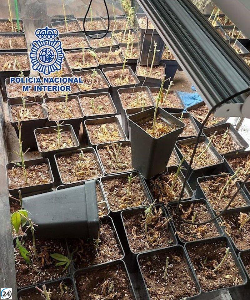 Incendio en Fuencarral revela una gran plantación de marihuana
