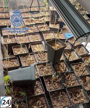 Incendio en Fuencarral revela una gran plantación de marihuana