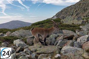 Nuevo Plan Rector del Parque Nacional del Guadarrama: reestructurado tras fallo judicial