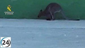 Agentes del Seprona logran capturar a canguros fugitivos de finca en Villanueva de la Cañada.