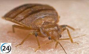 Matute asegura que no existe plaga de chinches y tranquiliza a los madrileños ante el aumento de su presencia.