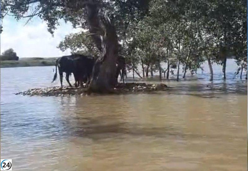 Bomberos de la Comunidad se solidarizan con reses bravas en Ciempozuelos afectadas por la lluvia