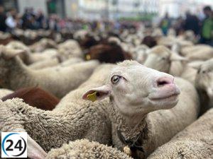 Mujer lidera histórico desfile de ovejas y cabras en Fiesta de la Trashumancia en Madrid