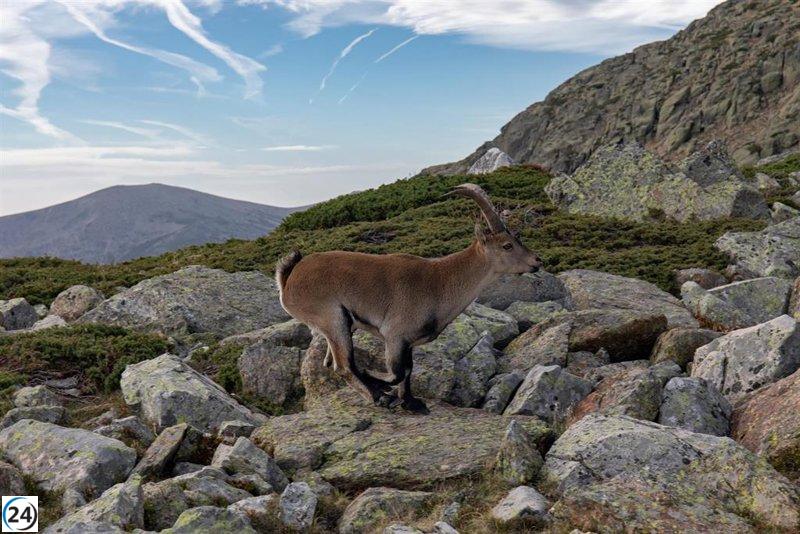 La Comunidad apresa 191 ejemplares de cabras montesas en el Parque Nacional de Guadarrama debido a la proliferación